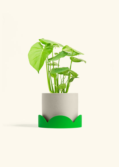 Swiss Cheese Plant in a 6 inches Oat Classic Cylinder Planter in a Shamrock Petal Drip Tray