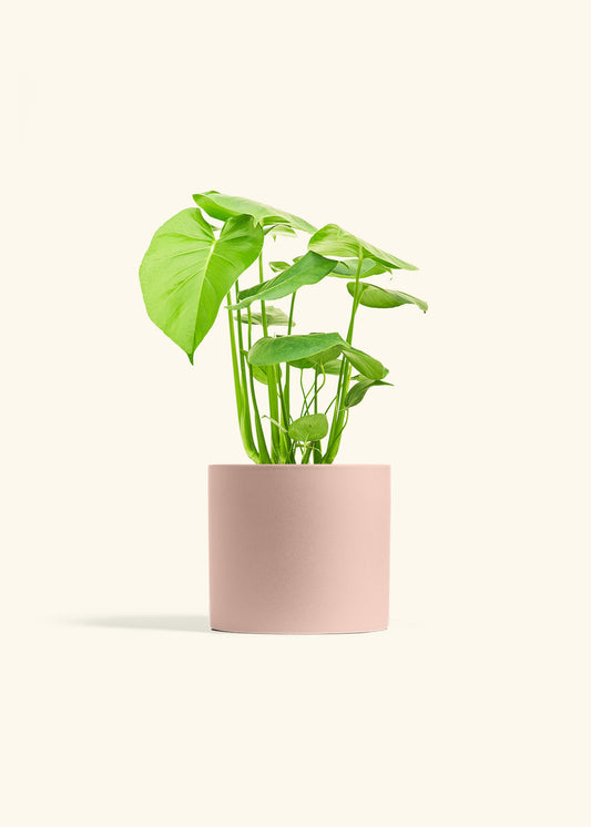 Swiss Cheese Plant in a 6 inches Pink Classic Cylinder Planter in a Shamrock Petal Drip Tray