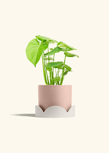 Swiss Cheese Plant in a 6 inches Pink Classic Cylinder Planter in a Oat Petal Drip Tray