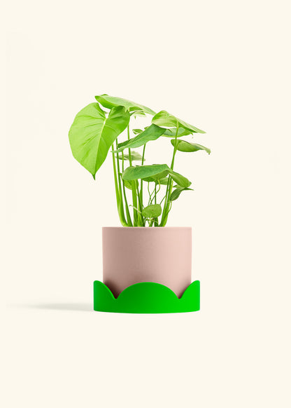 Swiss Cheese Plant in a 6 inches Pink Classic Cylinder Planter 