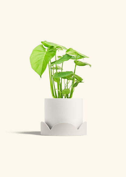 Swiss Cheese Plant in a 6 inches White Classic Cylinder Planter in a Oat Petal Drip Tray