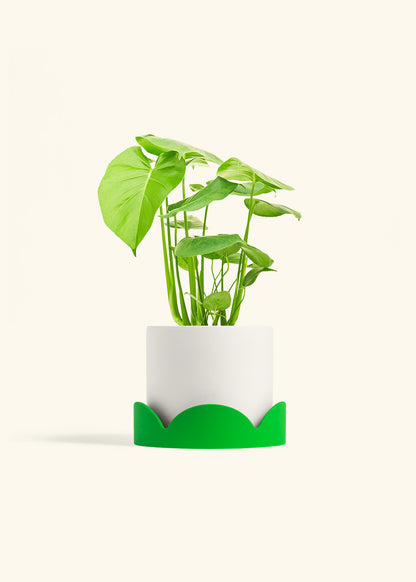 Swiss Cheese Plant in a 6 inches White Classic Cylinder Planter in a Shamrock Petal Drip Tray