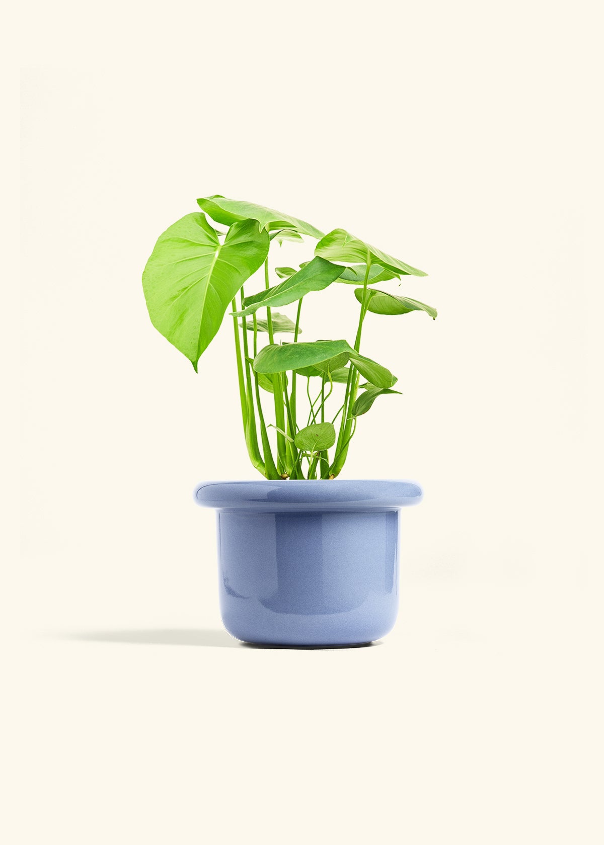 Swiss Cheese Plant in a 6 inches Fat Lip Blue Planter 