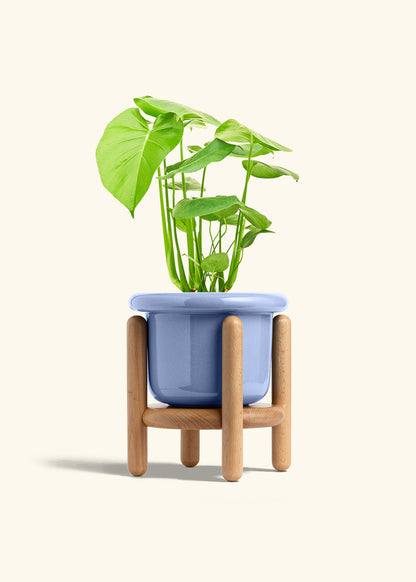 Swiss Cheese Plant in a 6 inches Fat Lip Blue Planter in a Beech Wood Stand