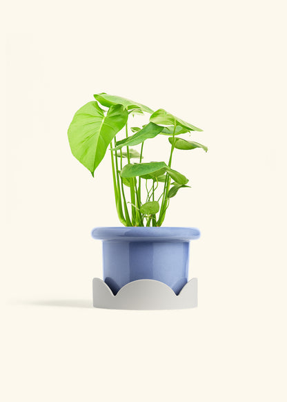 Swiss Cheese Plant in a 6 inches Fat Lip Blue Planter in a Oat Petal Drip Tray
