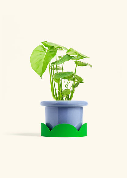 Swiss Cheese Plant in a 6 inches Fat Lip Blue Planter in a Shamrock Petal Drip Tray