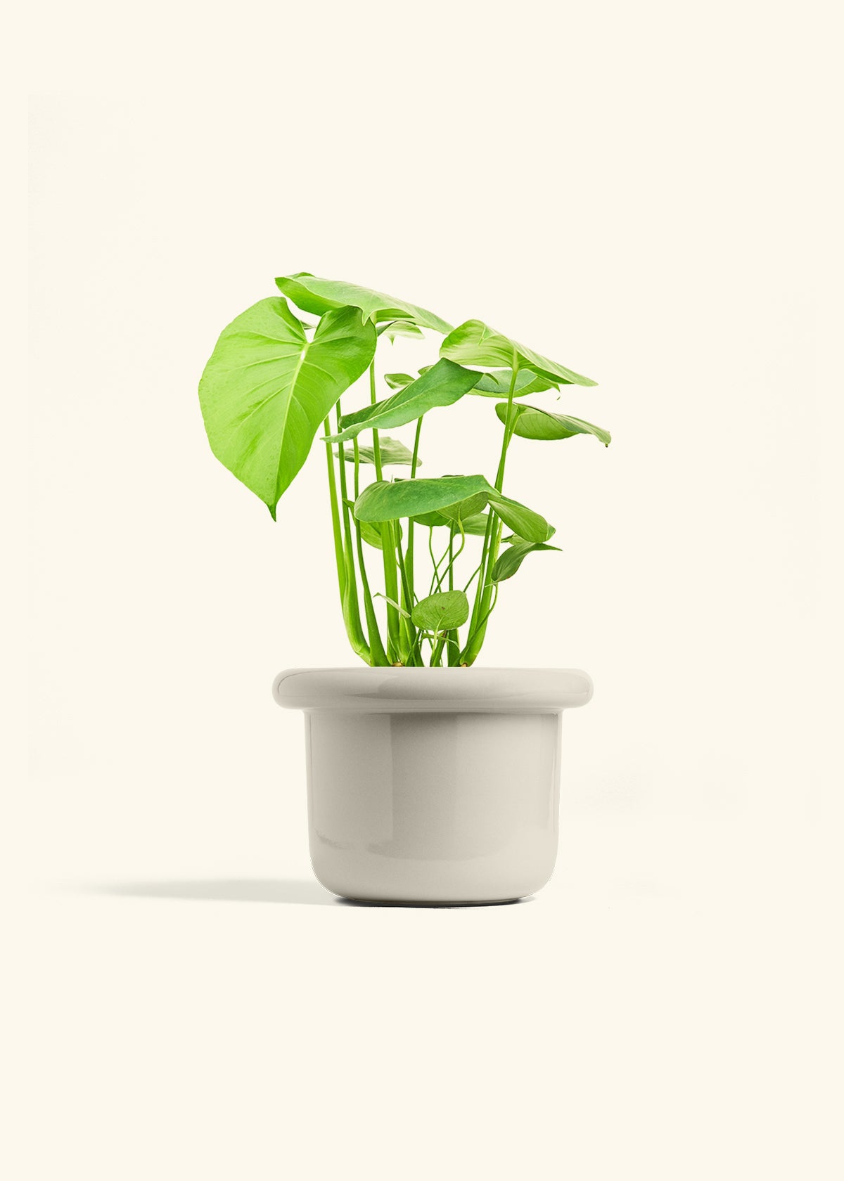 Swiss Cheese Plant in a 6 inches Fat Lip Oat Planter 