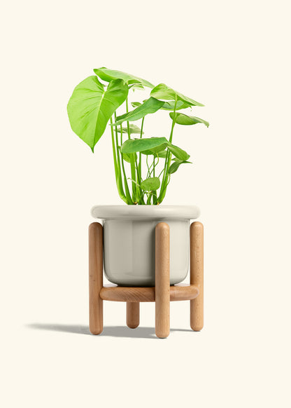 Swiss Cheese Plant in a 6 inches Fat Lip Oat Planter in a Beech Wood Stand