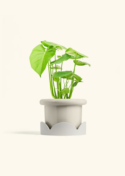 Swiss Cheese Plant in a 6 inches Fat Lip Oat Planter in a Oat Petal Drip Tray
