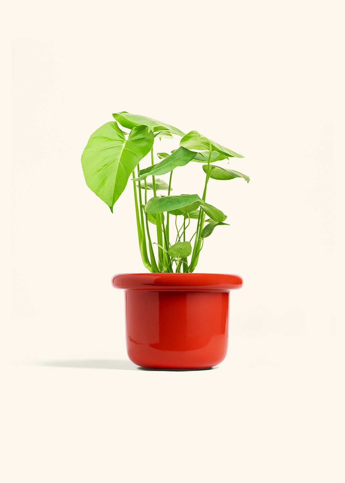 Swiss Cheese Plant in a 6 inches Fat Lip Red Planter 