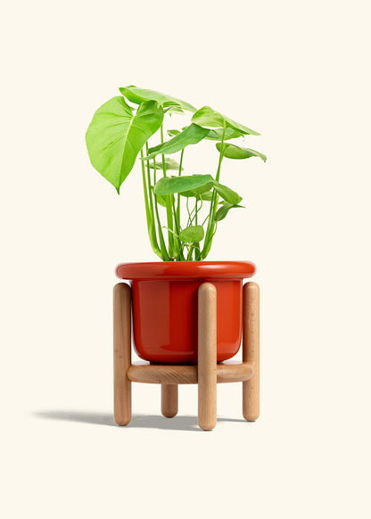 Swiss Cheese Plant in a 6 inches Fat Lip Red Planter in a Beech Wood Stand