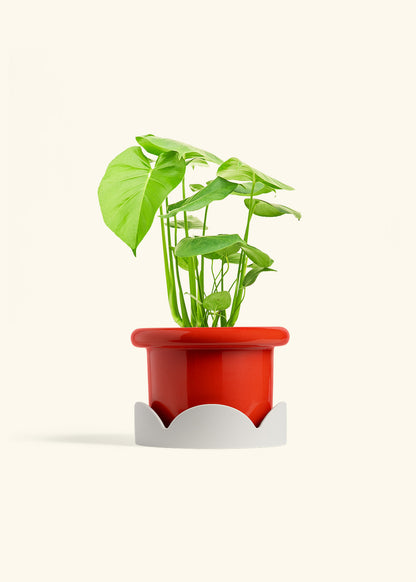 Swiss Cheese Plant in a 6 inches Fat Lip Red Planter in a Oat Petal Drip Tray
