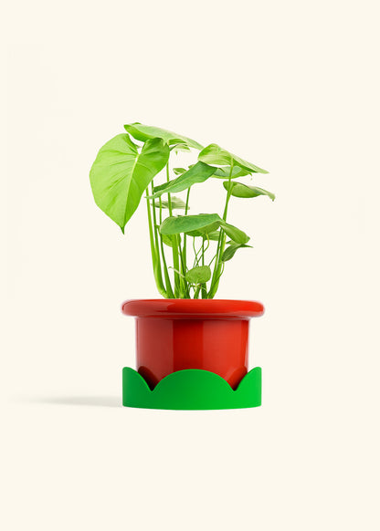 Swiss Cheese Plant in a 6 inches Fat Lip Red Planter in a Shamrock Petal Drip Tray