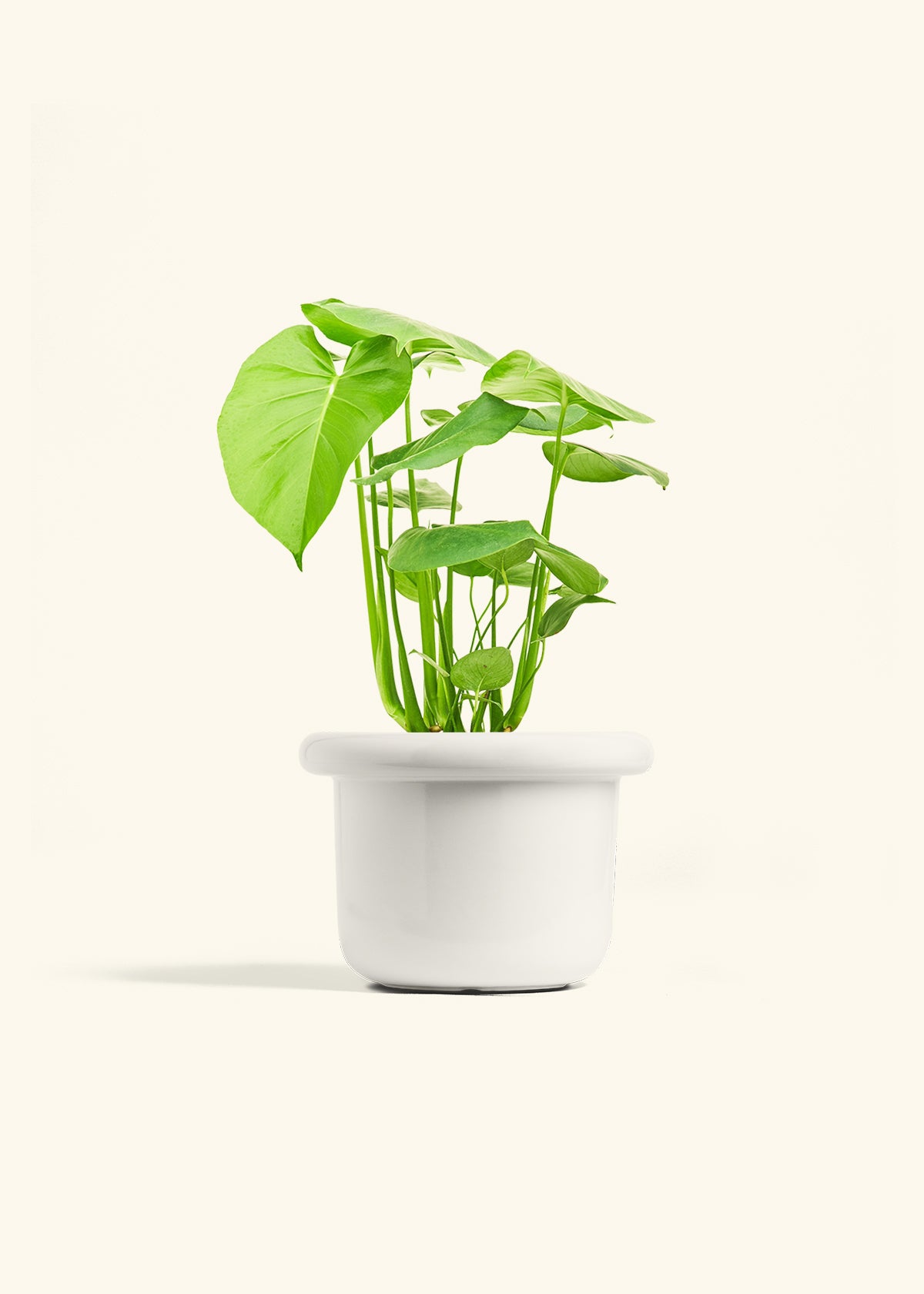 Swiss Cheese Plant in a 6 inches Fat Lip White Planter 