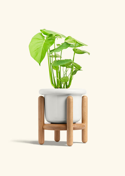 Swiss Cheese Plant in a 6 inches Fat Lip White Planter in a Beech Wood Stand