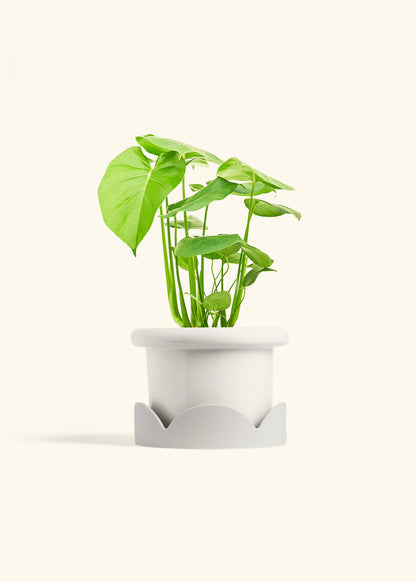 Swiss Cheese Plant in a 6 inches Fat Lip White Planter in a Oat Petal Drip Tray