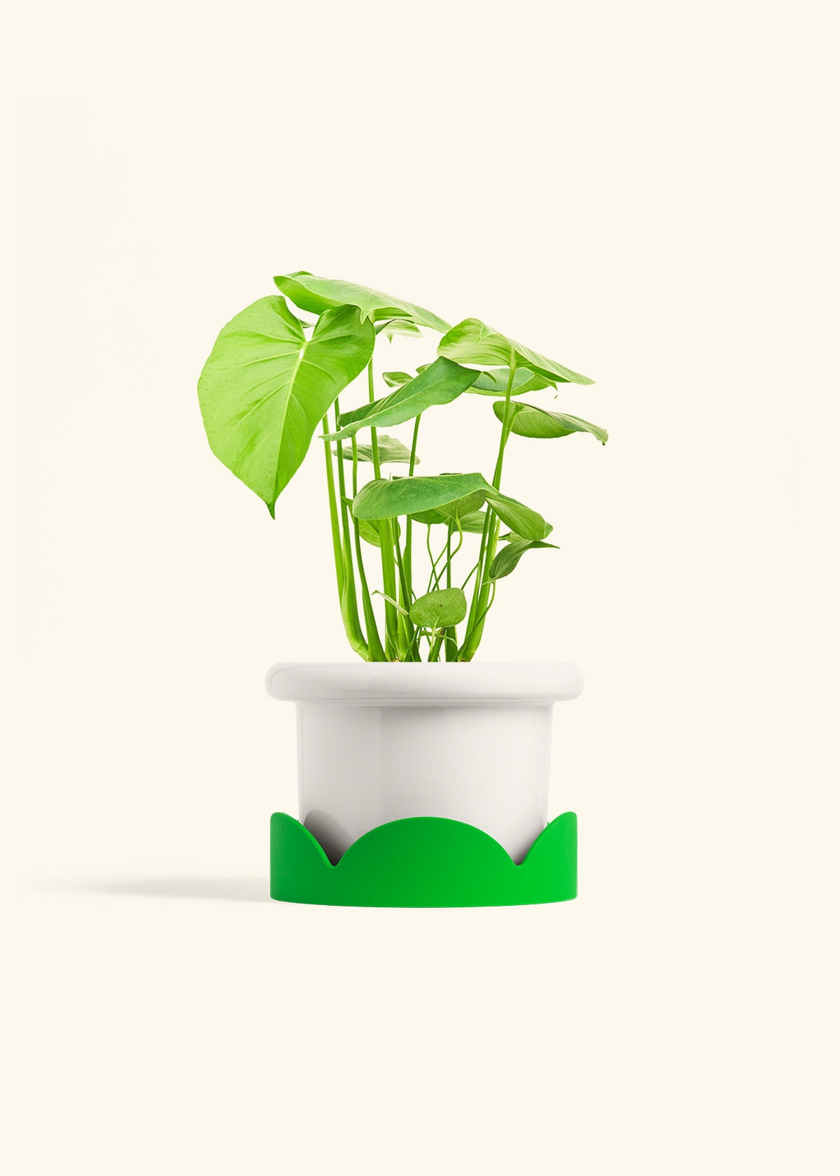 Swiss Cheese Plant in a 6 inches Fat Lip White Planter in a Shamrock Petal Drip Tray