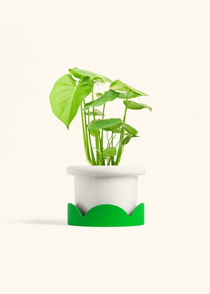 Swiss Cheese Plant in a 6 inches Fat Lip White Planter in a Shamrock Petal Drip Tray