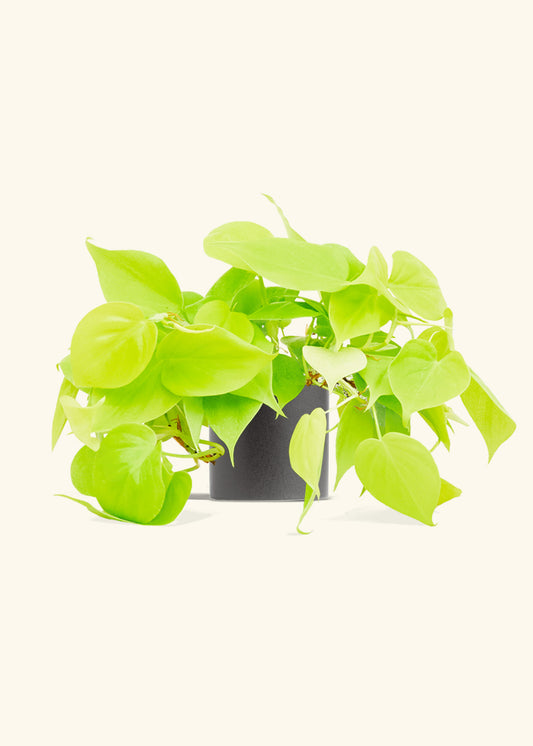 Neon Philodendron in a 4 inches Charcoal Classic Cylinder Planter 