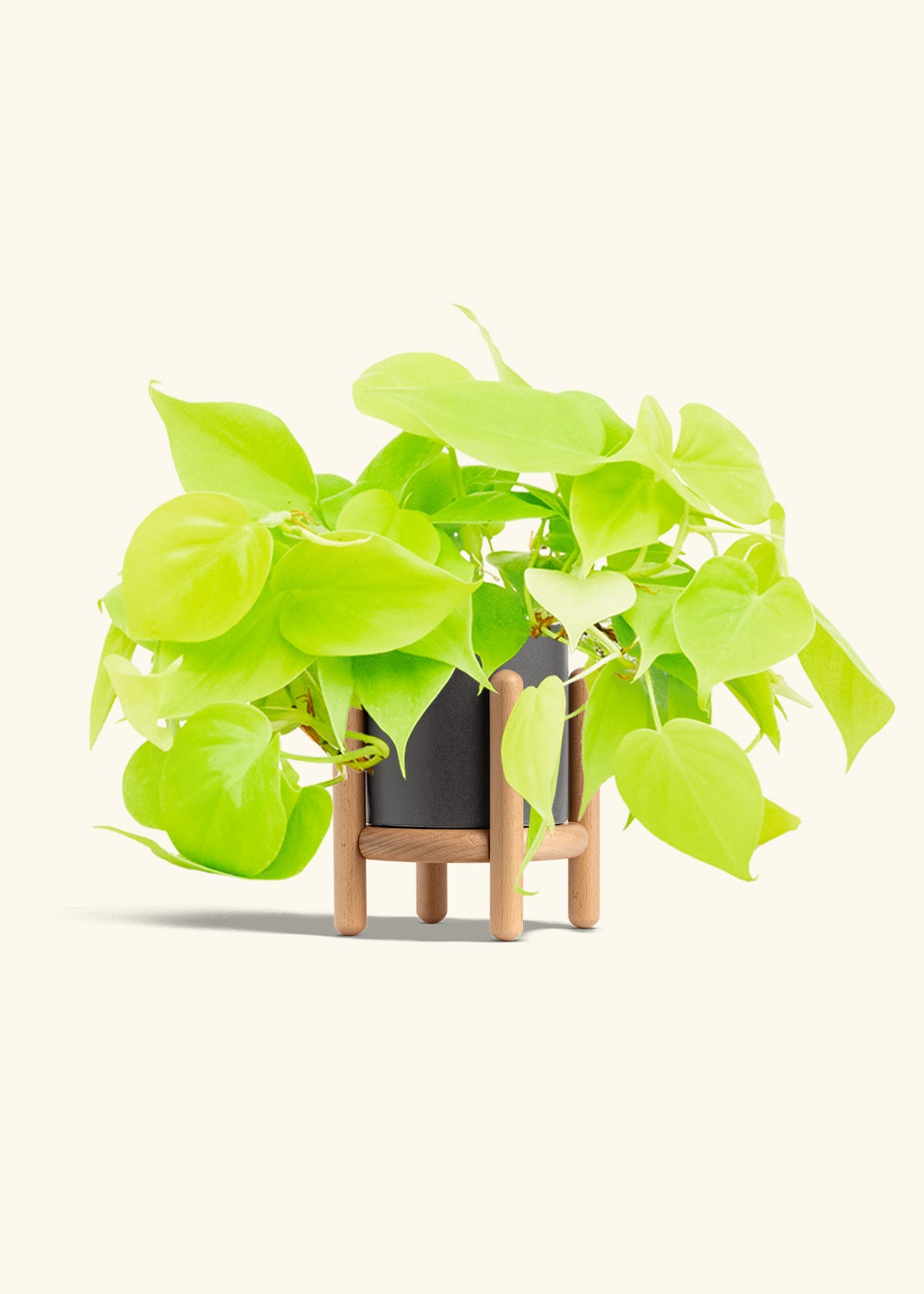 Neon Philodendron in a 4 inches Charcoal Classic Cylinder Planter in a Beech Wood Stand