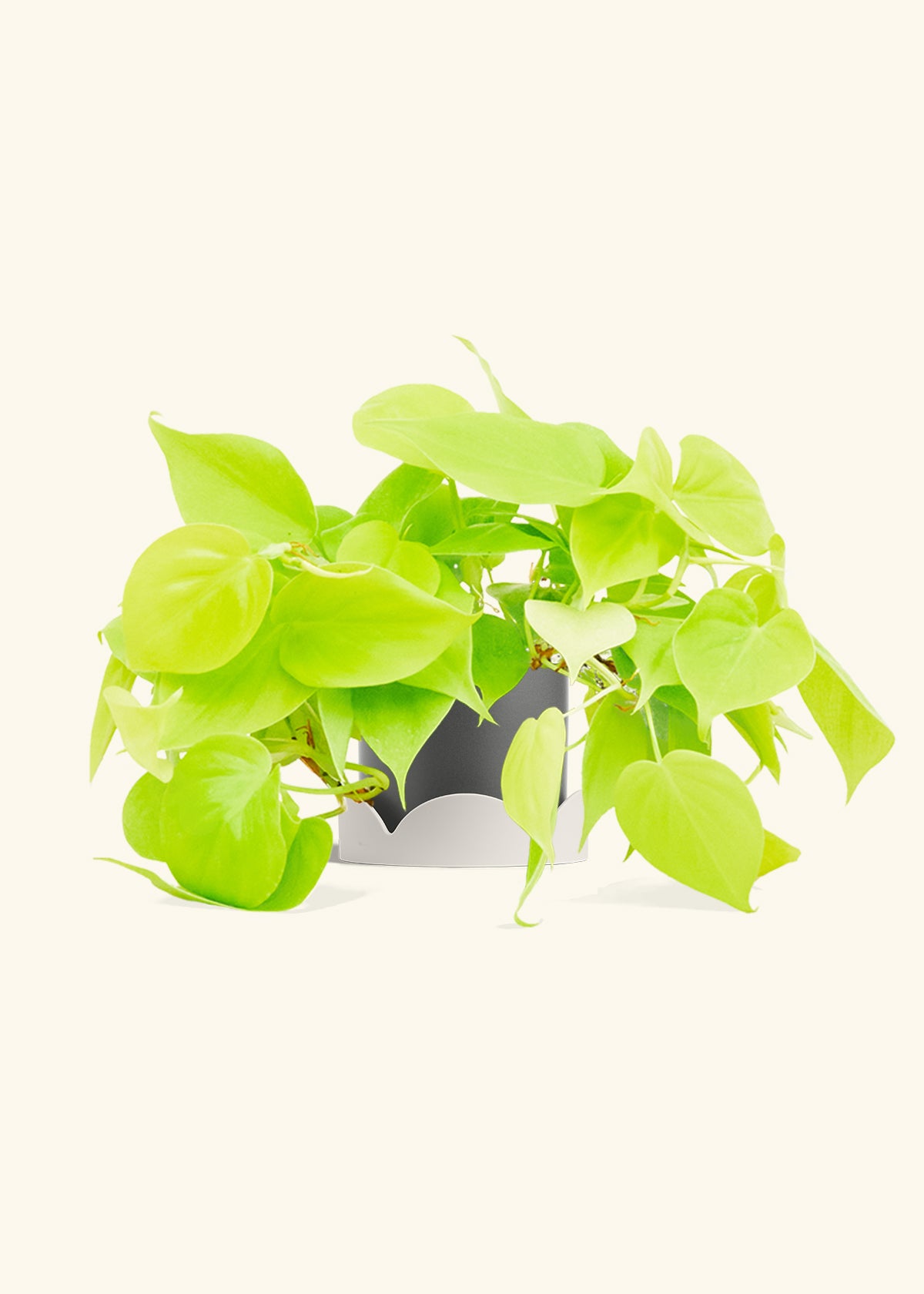 Neon Philodendron in a 4 inches Charcoal Classic Cylinder Planter in a Oat Petal Drip Tray