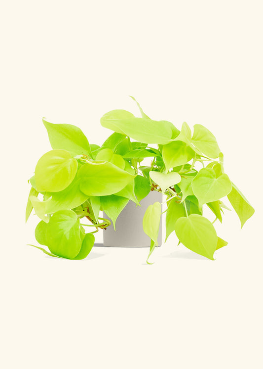 Neon Philodendron in a 4 inches Oat Classic Cylinder Planter 