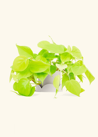 Neon Philodendron in a 4 inches Oat Classic Cylinder Planter in a Oat Petal Drip Tray
