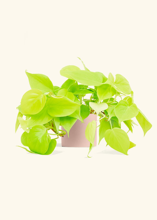 Neon Philodendron in a 4 inches Pink Classic Cylinder Planter 