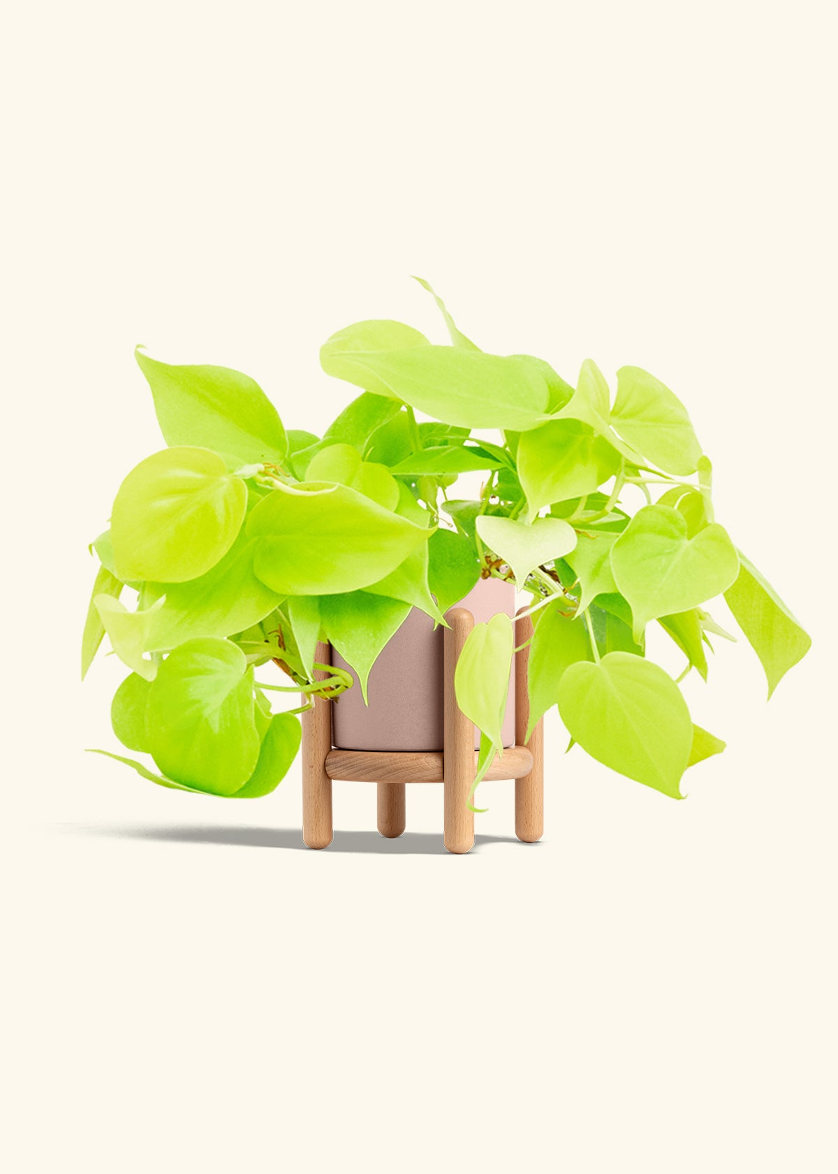 Neon Philodendron in a 4 inches Pink Classic Cylinder Planter in a Beech Wood Stand