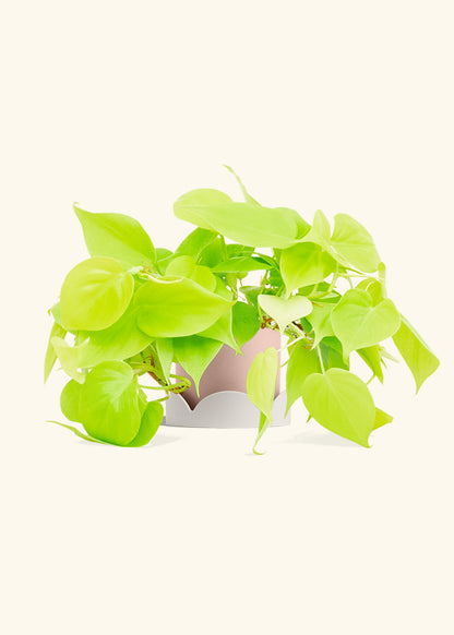Neon Philodendron in a 4 inches Pink Classic Cylinder Planter in a Oat Petal Drip Tray