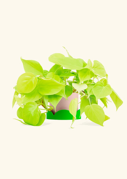 Neon Philodendron in a 4 inches Pink Classic Cylinder Planter in a Shamrock Petal Drip Tray