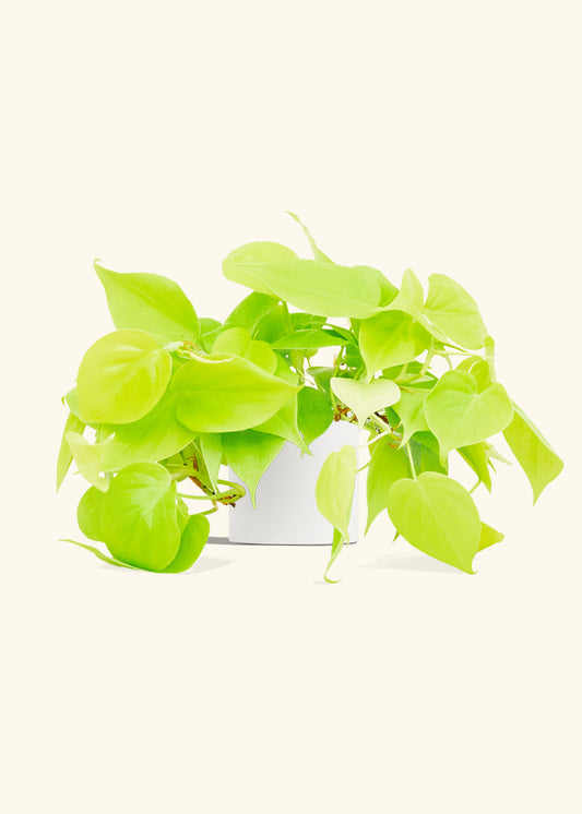 Neon Philodendron in a 4 inches White Classic Cylinder Planter 