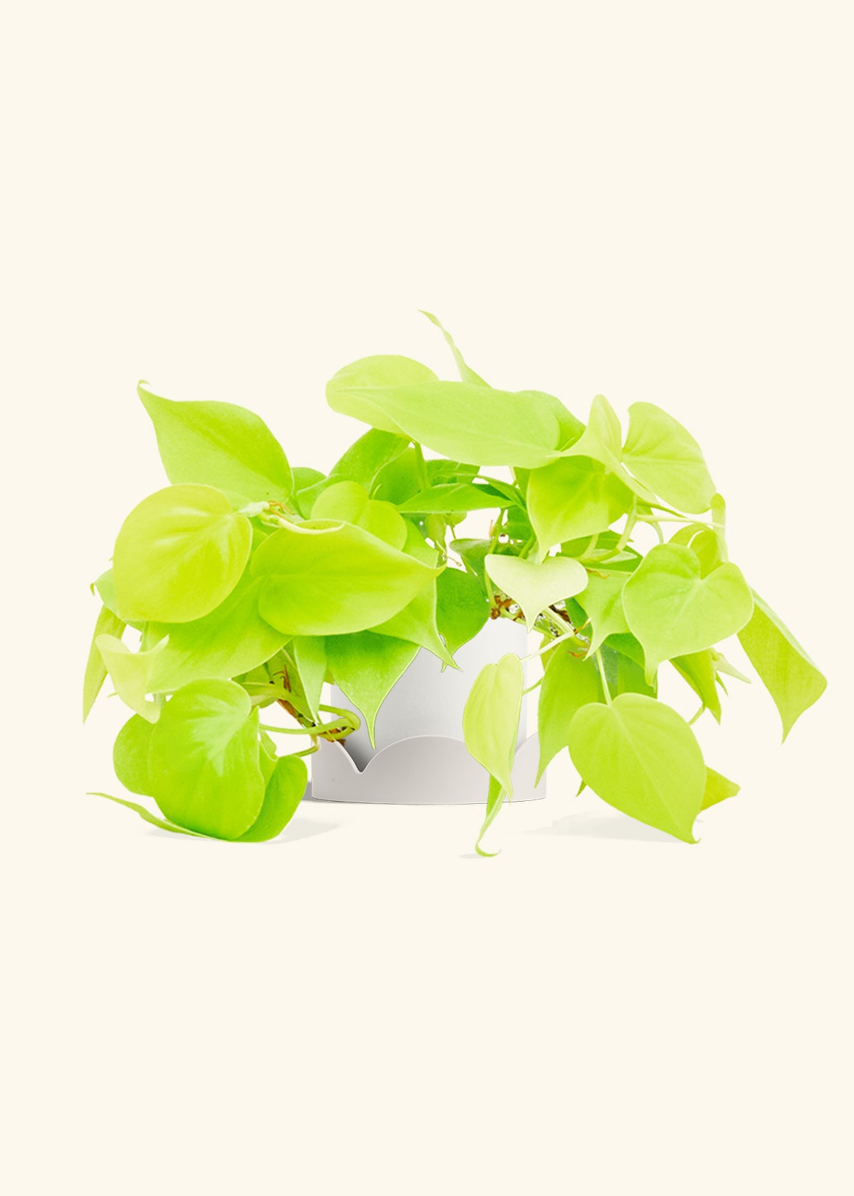Neon Philodendron in a 4 inches White Classic Cylinder Planter in a Oat Petal Drip Tray