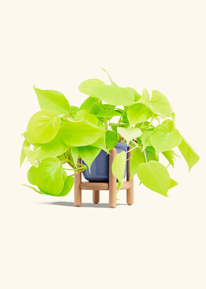 Neon Philodendron in a 4 inches Fat Lip Blue Planter in a Beech Wood Stand