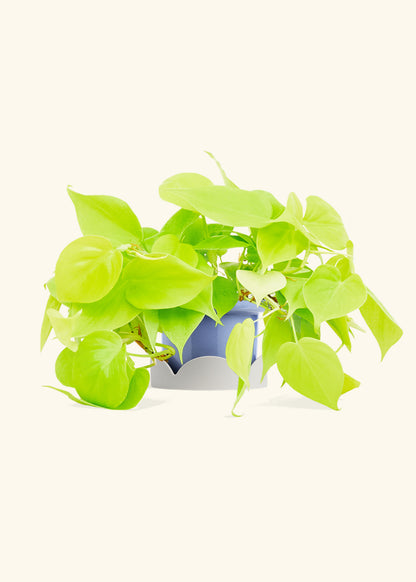 Neon Philodendron in a 4 inches Fat Lip Blue Planter in a Oat Petal Drip Tray