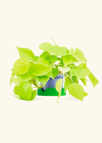 Neon Philodendron in a 4 inches Fat Lip Blue Planter in a Shamrock Petal Drip Tray