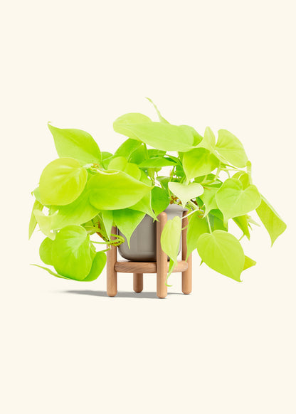 Neon Philodendron in a 4 inches Fat Lip Oat Planter in a Beech Wood Stand