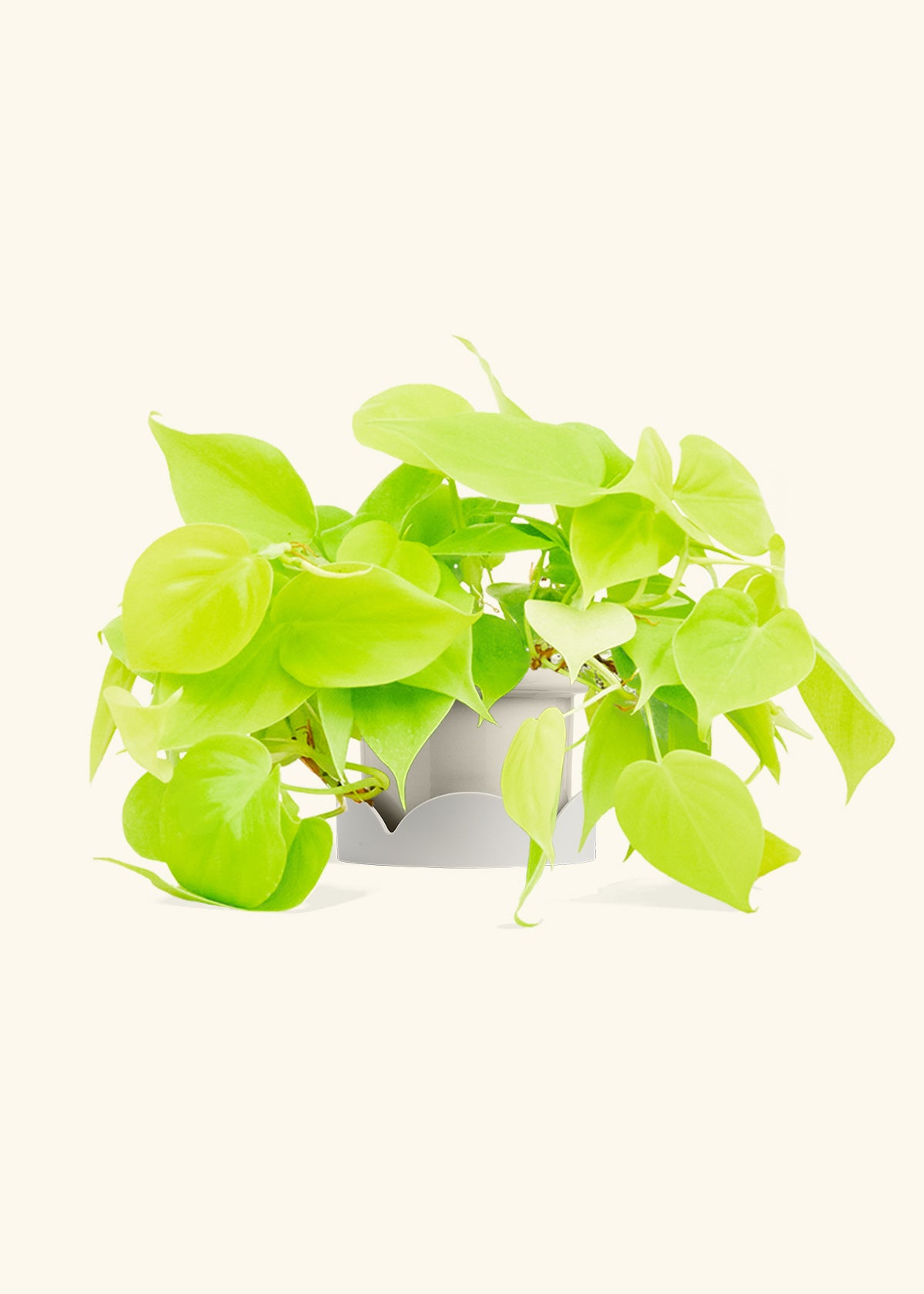 Neon Philodendron in a 4 inches Fat Lip Oat Planter in a Oat Petal Drip Tray