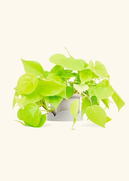 Neon Philodendron in a 4 inches Fat Lip Oat Planter in a Oat Petal Drip Tray