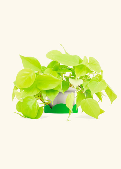 Neon Philodendron in a 4 inches Fat Lip Oat Planter in a Shamrock Petal Drip Tray