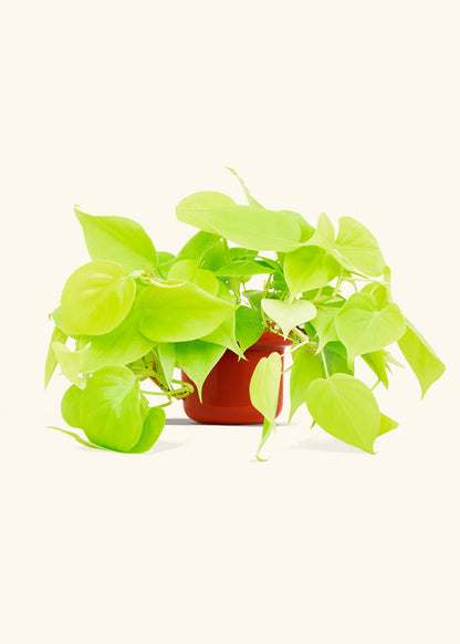 Neon Philodendron in a 4 inches Fat Lip Red Planter 