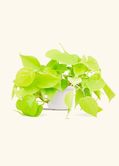 Neon Philodendron in a 4 inches Fat Lip White Planter 