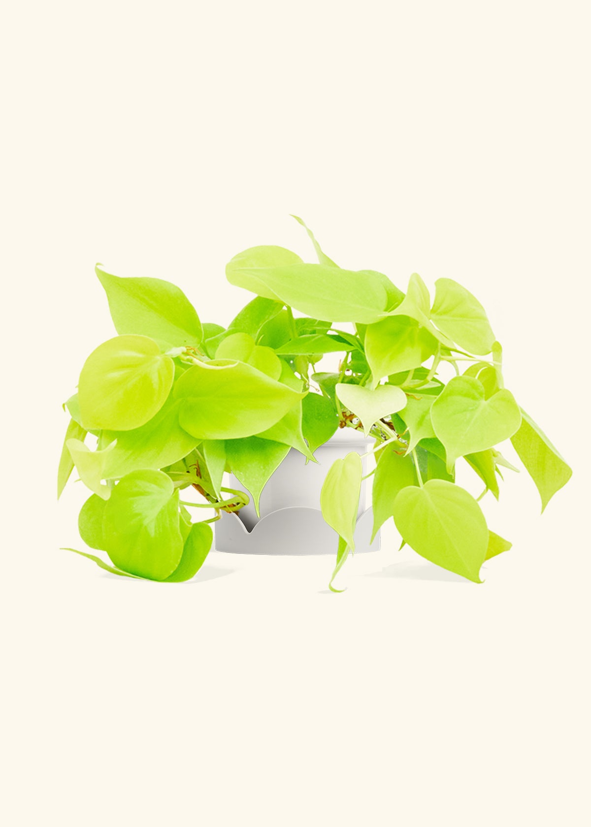 Neon Philodendron in a 4 inches Fat Lip White Planter in a Oat Petal Drip Tray