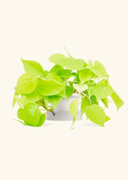 Neon Philodendron in a 4 inches Fat Lip White Planter in a Oat Petal Drip Tray