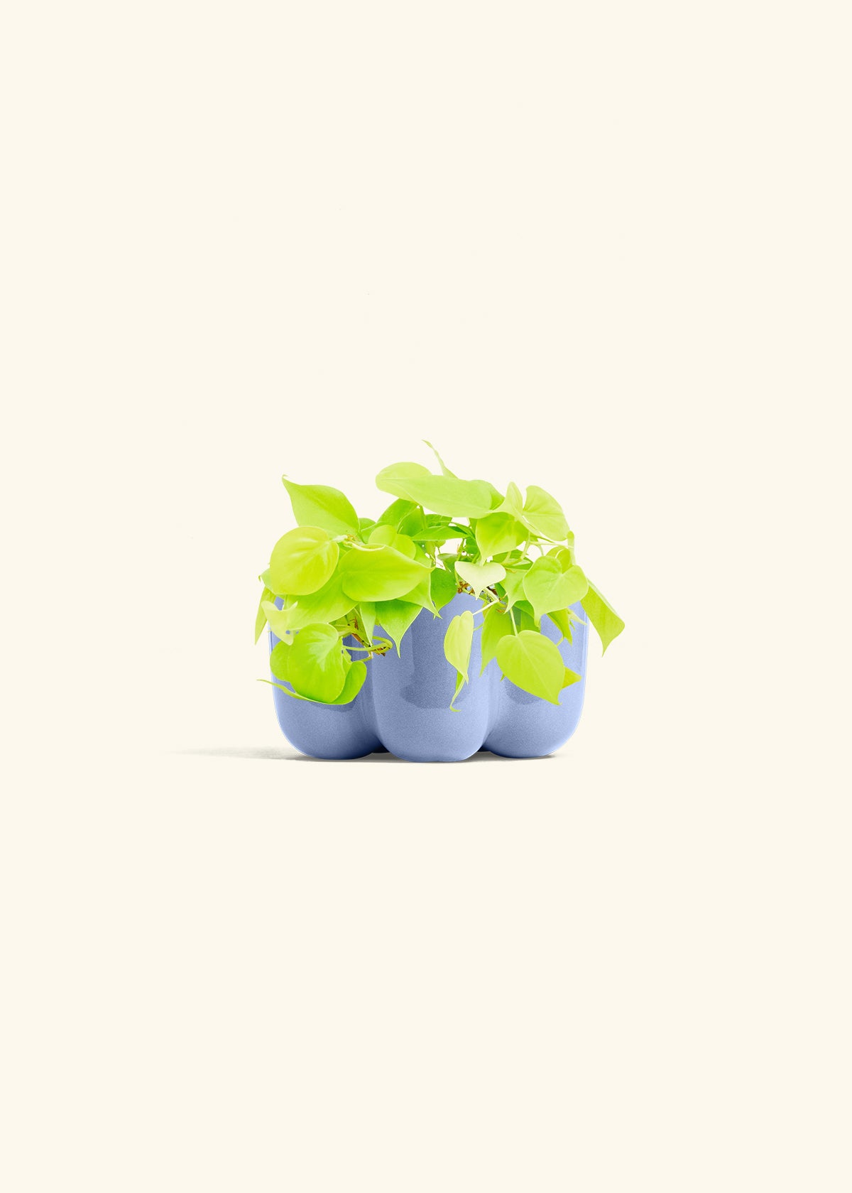 Neon Philodendron in a 4 inches in a Blue Petal Planter