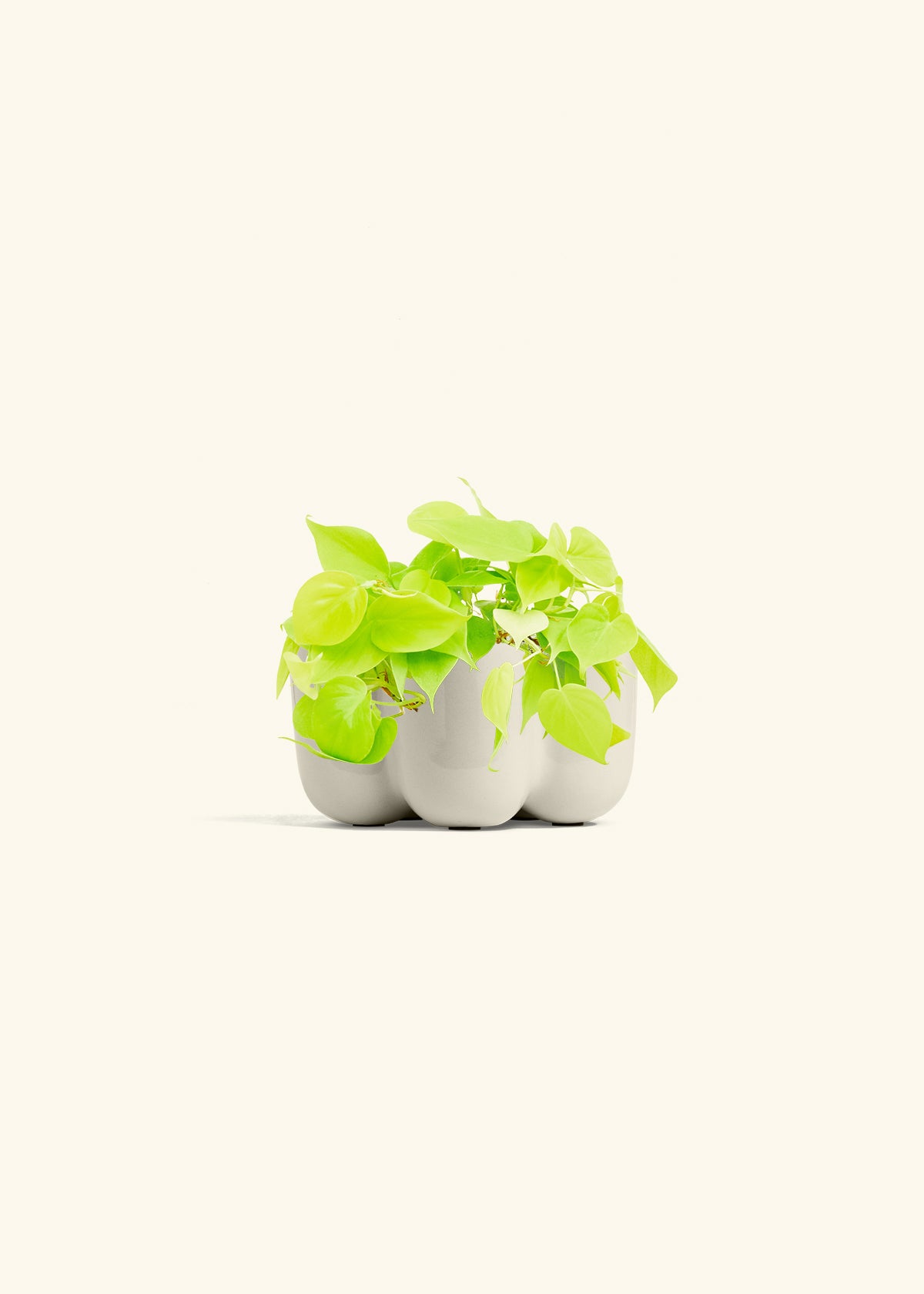 Neon Philodendron in a 4 inches in a Oat Petal Planter