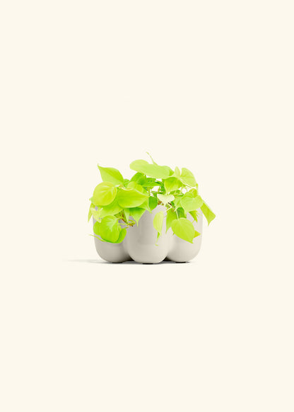 Neon Philodendron in a 4 inches in a Oat Petal Planter