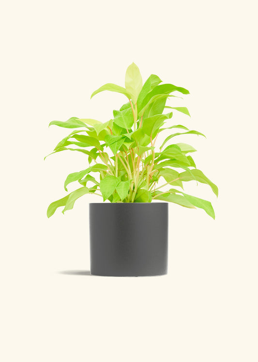 Philodendron Neon in a 6 inches Charcoal Classic Cylinder Planter 