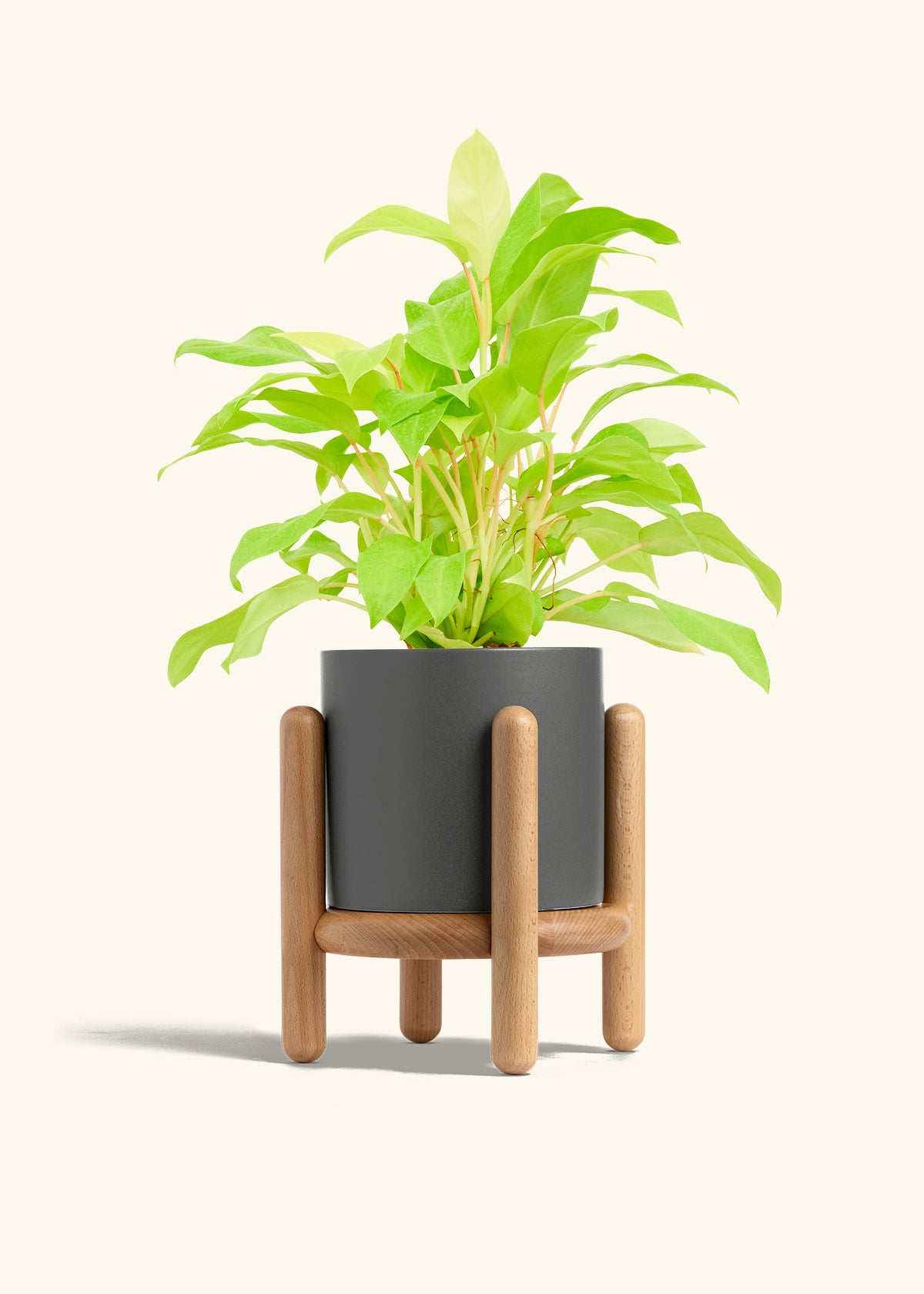 Philodendron Neon in a 6 inches Charcoal Classic Cylinder Planter in a Beech Wood Stand