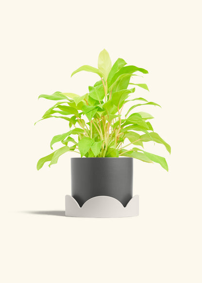 Philodendron Neon in a 6 inches Charcoal Classic Cylinder Planter in a Oat Petal Drip Tray